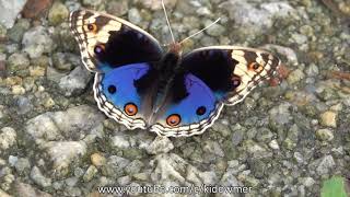Male BLUE PANSY Butterfly, Singapore
