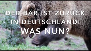 Was für Bären gibt es in Deutschland?