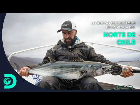 Pesca de superficie en Taltal: el desafío de capturar grandes depredadores