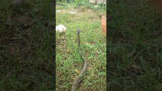 Ular Jali Yang  Mendengar Suara Musik Langsung Joget