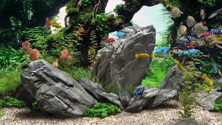 AQUARIUM FISH TANK RELAXING HD screenshot 4