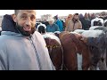 تبارك الله سلعة موجودة في سوق الأربعاء سويهلة مراكش أجيو نشوفو أتمنة ضروبة كزارية وفرجة ممتعة 