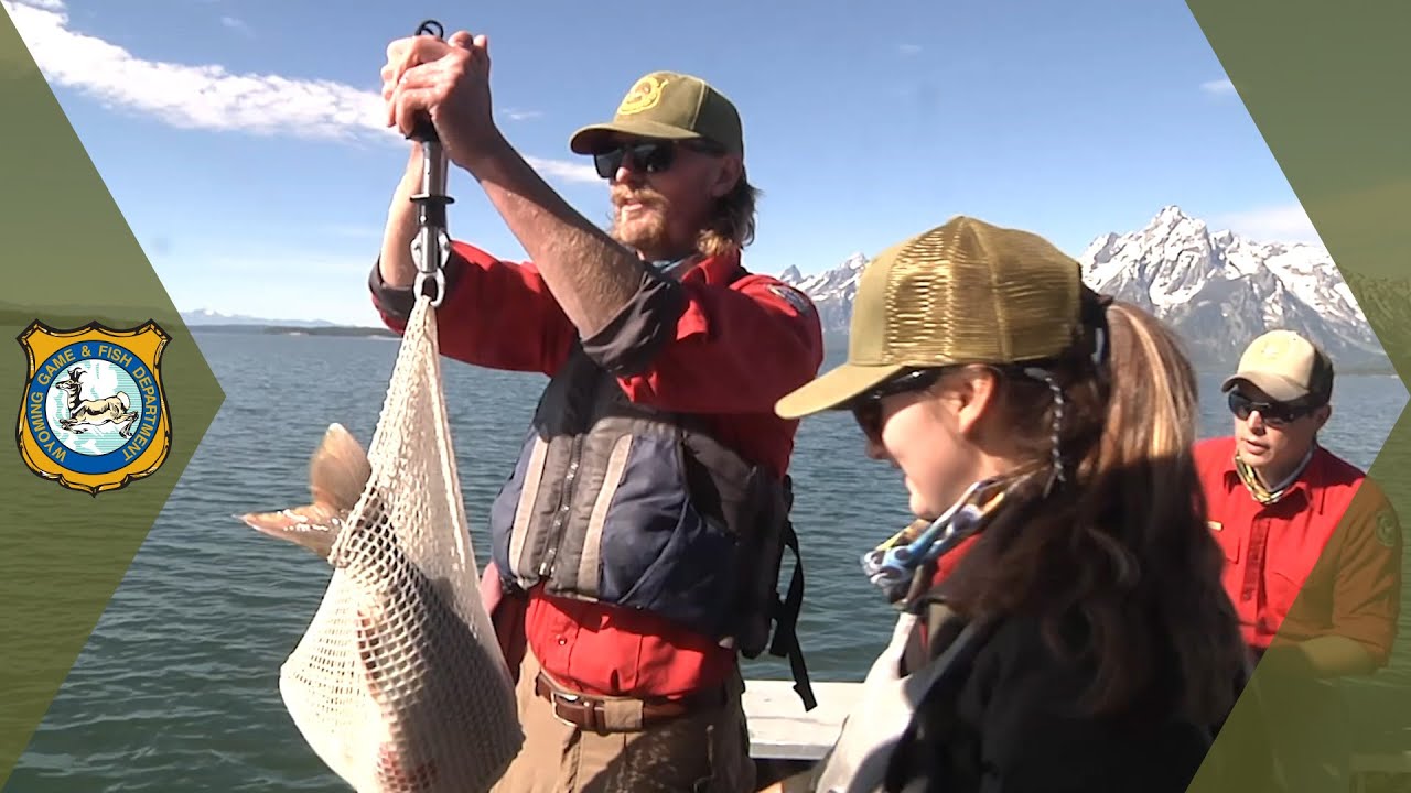 Jackson Lake Trout Study YouTube