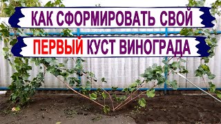 видео: 🍇 Даже не думай НАЧИНАТЬ ОБРЕЗКУ ВИНОГРАДА пока не УЗНАЕШЬ ЭТО. Как сформировать УРОЖАЙНЫЙ КУСТ. картинка: 🍇 Даже не думай НАЧИНАТЬ ОБРЕЗКУ ВИНОГРАДА пока не УЗНАЕШЬ ЭТО. Как сформировать УРОЖАЙНЫЙ КУСТ.