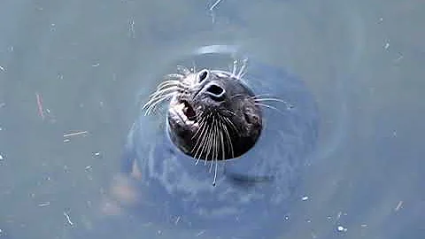 Teelin Seal recorded by Margaret Rose Cunningham J...