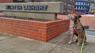 Dog s Eye View 360 Library Tour CMC