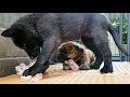 Puppies Eat Raw Turkey Carcass!!! Puppies Eat Raw Turkey Carcass!!!