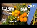 How Tomatoes are Revolutionizing Urban Farming