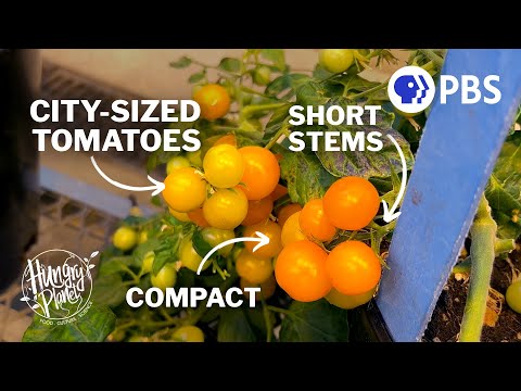 How Tomatoes are Revolutionizing Urban Farming