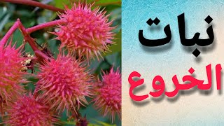 تعرف على جميع فوائد نبات/زيت الخروع للشعر ولصحتك!