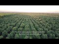 Customer Story - Prima Frutta - Integrated Cherry Solution (ENG subtitles)