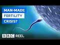 Fertility crisis is modern life making men infertile  bbc reel