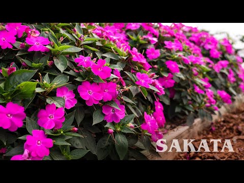 Бейне: Sunpatiens өсімдіктеріне күтім жасау - бақшада Sunpatiens өсімдіктерін өсіру