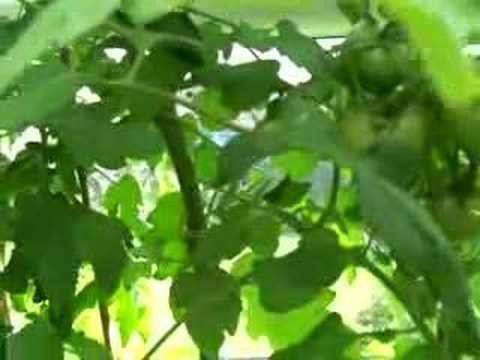 growing tomatoes by dez sanderson