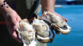 海遊 三陸牡蠣 カキ漁師の会社「もう一度、三陸の海づくり」