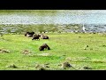 Capivaras Elas só tava brincando com os filhotes