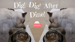Kitten's After-Meal Dig ! 😹 by Eli & Mocha 86 views 3 months ago 1 minute, 5 seconds
