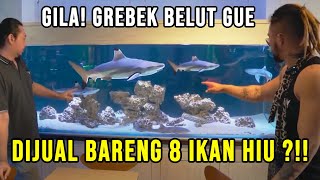 GILA!! JENGUKIN BELUT LAUT GUE DIGABUNG 8 IKAN HIU?! #AudreyA #KINGOFTHEJUNGLE