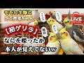 【初ゲリラ】オカメインコモモヒキ隊の昼下がり