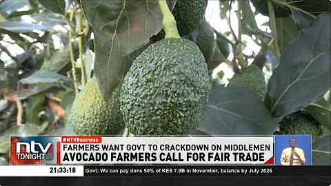 Avocado farmers in Makueni sound the alarm over market exploitation and falling prices