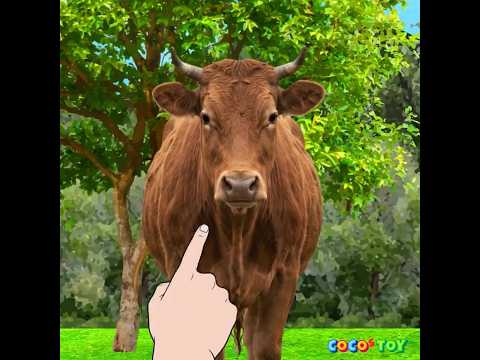 Which animal stands on two legs and looks around?⭐ #shorts ㅣanimals quiz for kids ㅣCoCosToy