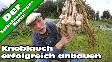 Wie wächst Knoblauch am besten?