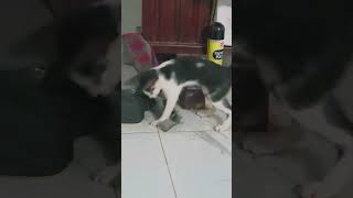 Sneaky Cat