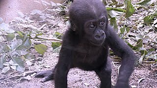 赤ちゃんゴリラが歩くのを支えるゲンキママ💗キンタロウ８ヶ月【京都市動物園】