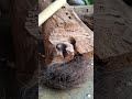 bow drill on log fireboard #firemaking #primitivefire