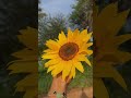enjoy the peaceful sounds of nature🌻#natureasmr #asmr #naturesounds #lofiasmr #relaxingsounds #shot