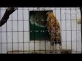 扉を叩き続けるブチハイエ~Spotted hyena is banging the door