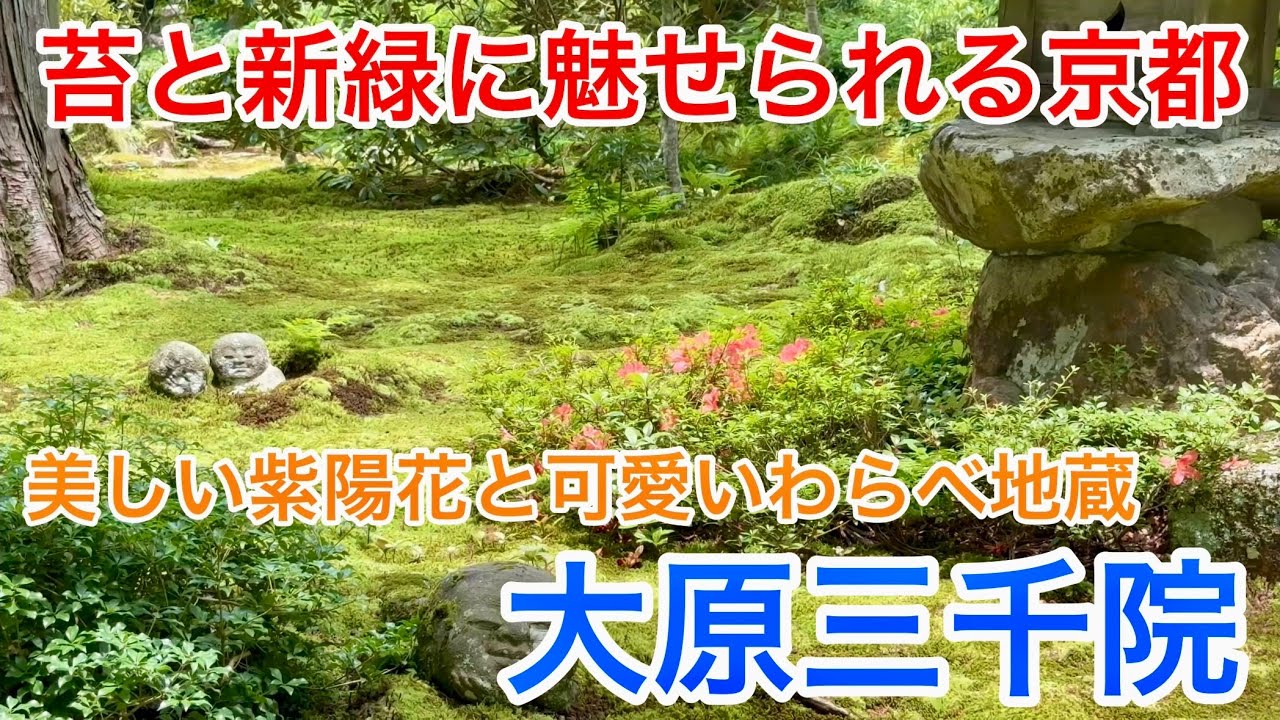 僧都大空 2025年6月22日 【苔と新緑に魅せられる京都】あじさいの咲く大原