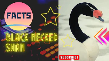 black-necked swan facts