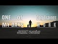 One of My Days (Jordan version) | Dog Trainer work