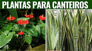 10 Plantas Para Canteiro de Muro Seu Canteiro Nunca Mais Será o Mesmo