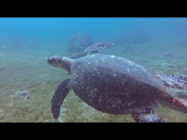 Plonger en Guadeloupe à l'Anse Colas dans la Réserve Cousteau avec Nomad Diver