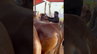 ১ টাকার জন্য না দিলে নিতে পারবেন না সাইফুল ব্যপারি ।