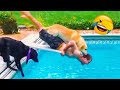 Funny Dog Fails😺🐶 - Funniest Animals Videos 2023 | Amazing Animals