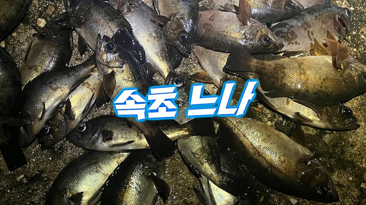 볼락 슈퍼초울트라 느나타임