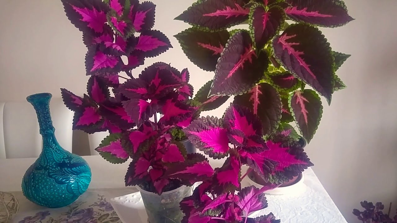 YAPRAK GÜZELİ Çiçeği. Yaprak güzeli çiçeği bakımı ve çoğaltılması nasıl yapılır? KOLYOS FLOWER