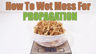 How To Use Sphagnum Moss For Propagation