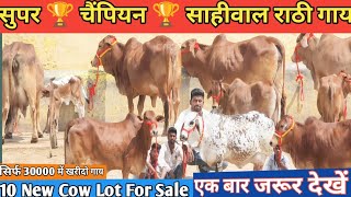 आज खरीदो 🏆 चैंपियन 🏆 साहीवाल गाय की जोड़ी 👌 Super 10 Sahiwal Rathi Cholistani Cow For Sale New Video