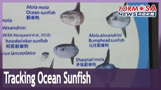 Tracking ocean sunfish shows species can cross the equator: scientists