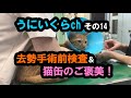 うにいくらch　その１４　いくらの去勢手術前検査＆ご褒美の猫缶！（※咀嚼音多め）