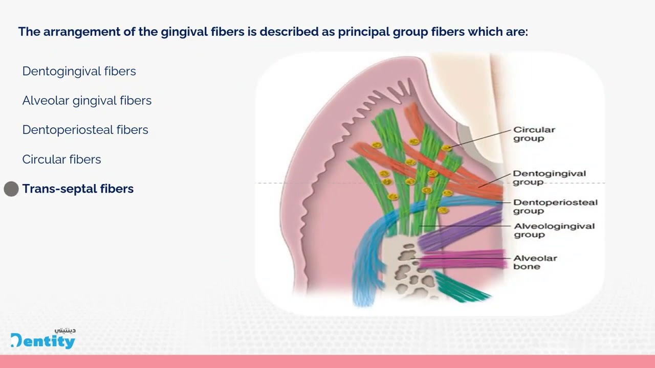 periodontology | 4th stage | introduction | gingiva part 2