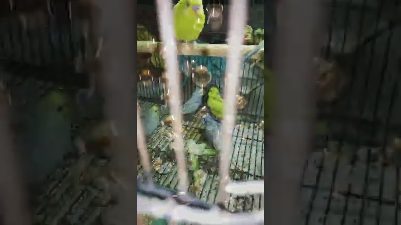 BUDGIES OVERALL PROGRESS💕💕|EXHIBITION PROGRESS|over all progress set-up 