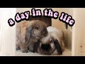 a day in the life of a bunny mom 🐰