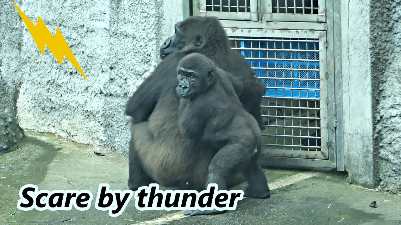Scared Ringo Little gorilla Ringo was scared by thunder . / 小金剛猩猩Ringo被雷聲嚇到 - YouTube