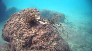 с маской и трубкой под водой, г. Нетания ( Netanya ) видео Туры в Хайфу из Барнаула