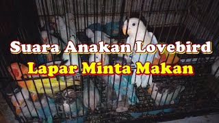 Suara Anakan Lovebird Lapar Minta Makan || Kicau Series